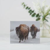 Yellowstone Bison Briefkaart (Staand voorkant)