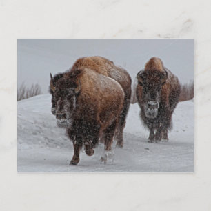 Yellowstone Bison Briefkaart