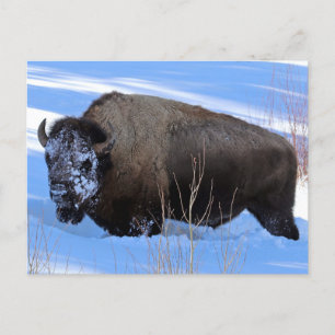 Yellowstone Bison Briefkaart