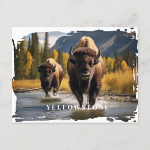 Yellowstone Bison-Briefkaart Briefkaart