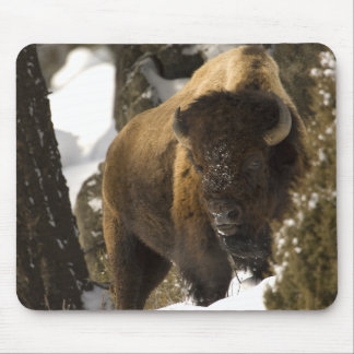 Yellowstone Bison Bull in Winter - Gepersonaliseer Muismat
