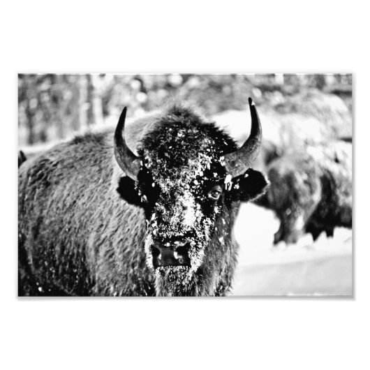 Yellowstone Bison in de winter Foto Afdruk (Voorkant)