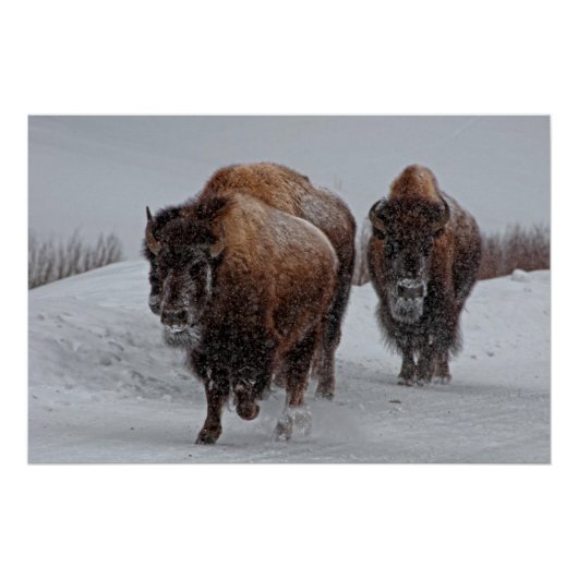Yellowstone Bison Perfect Poster (Voorkant)