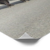 Yellowstone Bison Poster (Hoek)