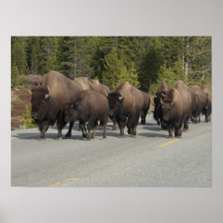 Yellowstone Bison Poster