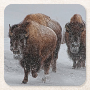 Yellowstone Bison Vierkante Kartonnen Onderzetter