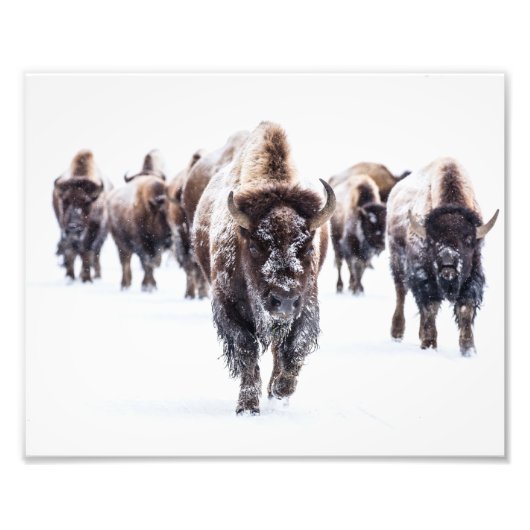 Yellowstone Bizon Foto Print Afdruk (Voorkant)