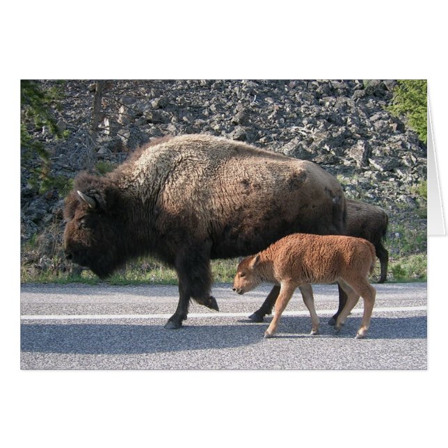 Yellowstone Buffalo (Voorkant Horizontaal)