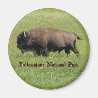 Yellowstone Buffalo Magnet Magneet