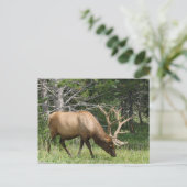 Yellowstone Elk Briefkaart (Staand voorkant)