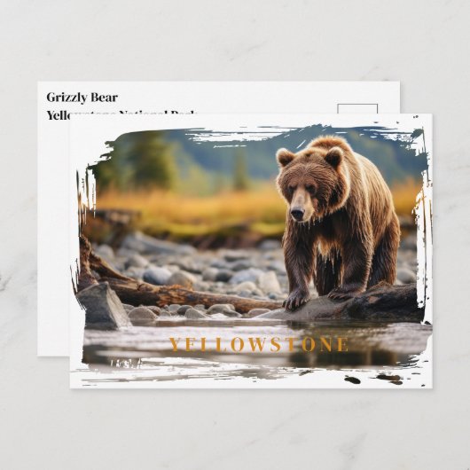Yellowstone Grizzly Beer Briefkaart (Voorkant / Achterkant)