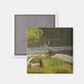 Yellowstone Mates Magnet (Recto/Verso)