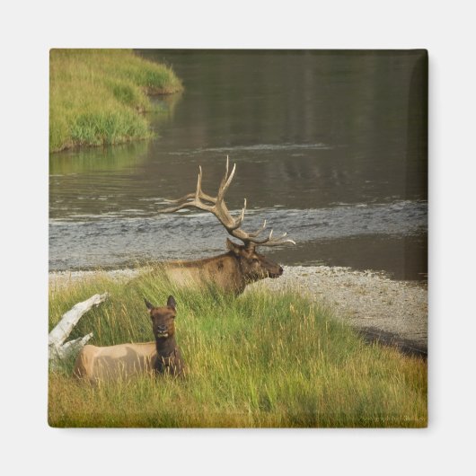 Yellowstone Mates Magnet (Devant)