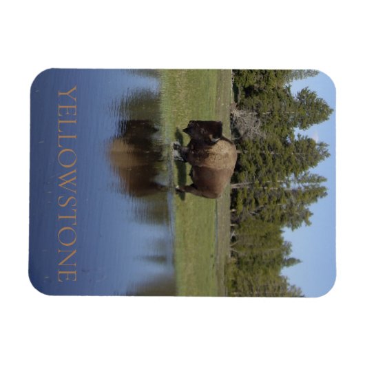Yellowstone National Park Bison Magneet (Horizontaal)