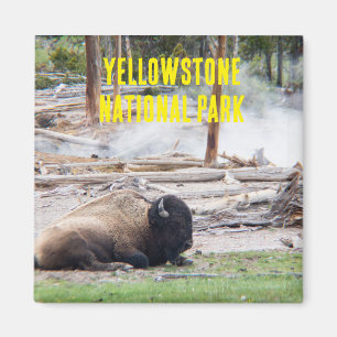 Yellowstone National Park Bison Magnet Magneet