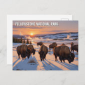 Yellowstone National Park bizon Briefkaart (Voorkant / Achterkant)