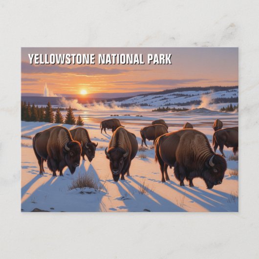 Yellowstone National Park bizon Briefkaart (Voorkant)