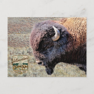 Yellowstone National Park Bizons Briefkaart