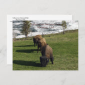 Yellowstone National Park Briefkaarten Bison Winte (Voorkant / Achterkant)