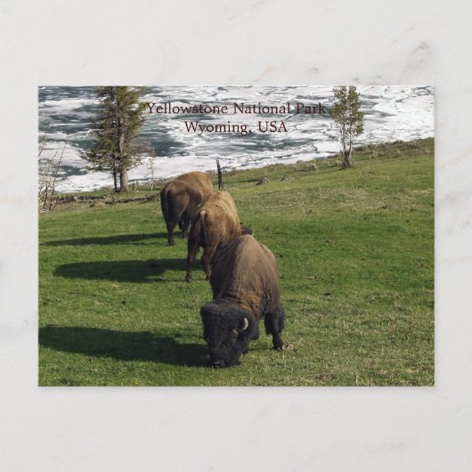 Yellowstone National Park Briefkaarten Bison Winte (Voorkant)