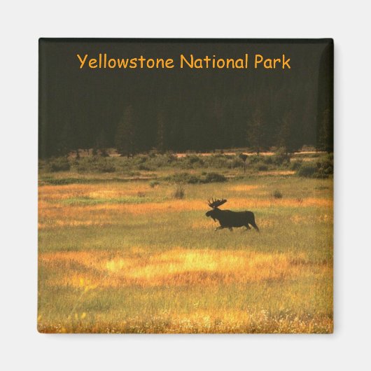 Yellowstone National Park Bull Moose Magnet Magneet (Voorkant)