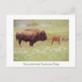Yellowstone National Park-kaart met bizon en kalf Briefkaart (Voorkant)