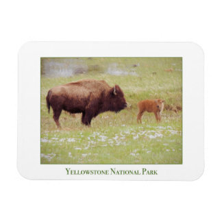 Yellowstone National Park magnet met bizon en kalf Magneet