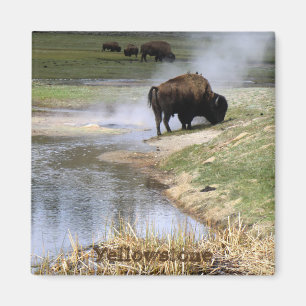 Yellowstone National Park Square Magnet Magneet