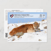 Yellowstone NP - Mountain Lion (Cougar) Briefkaart (Voorkant / Achterkant)