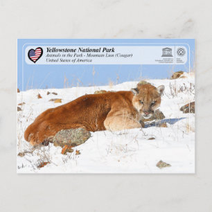 Yellowstone NP - Mountain Lion (Cougar) Briefkaart