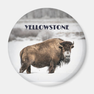 Yellowstone Snowy Buffalo Souvenir Magnet Magneet