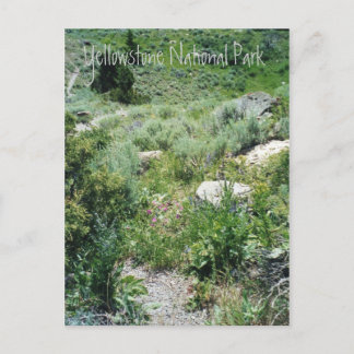 Yellowstone Summer Briefkaart