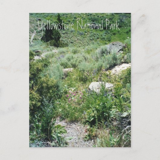 Yellowstone Summer Briefkaart (Voorkant)