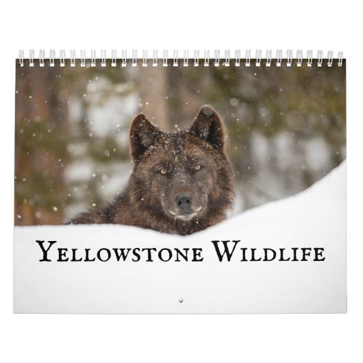 Yellowstone Wildlife Kalender (Hoes)