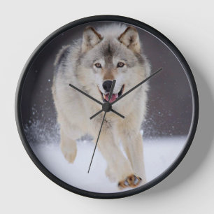 Yellowstone Wolf