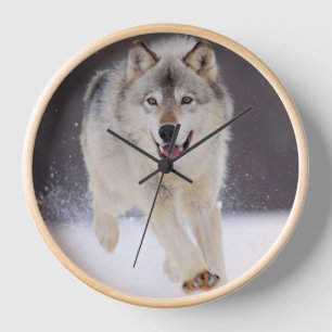 Yellowstone Wolf