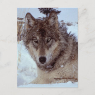 Yellowstone Wolf Briefkaart