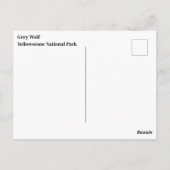 Yellowstone Wolf Briefkaart (Achterkant)