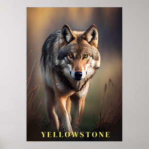 Yellowstone Wolf Poster Kunst