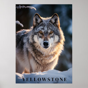 Yellowstone Wolf Poster Kunst