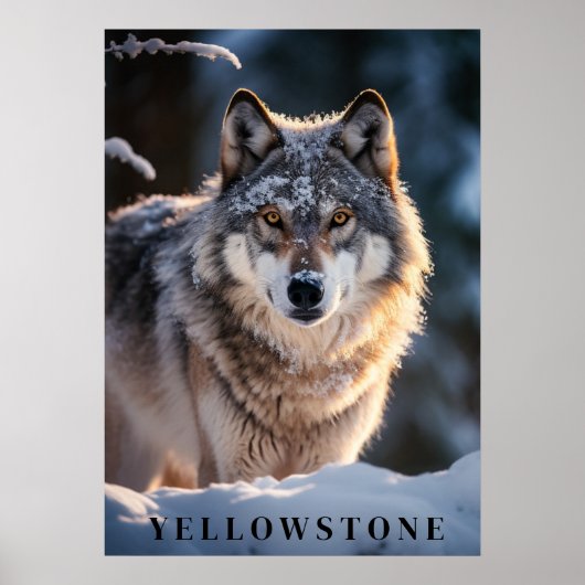Yellowstone Wolf Poster Kunst (Voorkant)
