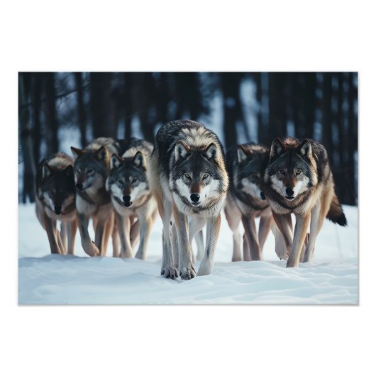 Yellowstone Wolves Fotoprint Foto Afdruk (Voorkant)