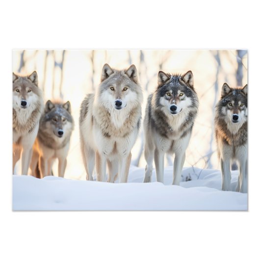 Yellowstone Wolves Fotoprint Foto Afdruk (Voorkant)