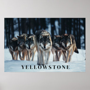 Yellowstone Wolves Poster Kunst
