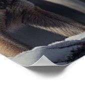 Yellowstone Wolves Poster Kunst (Hoek)