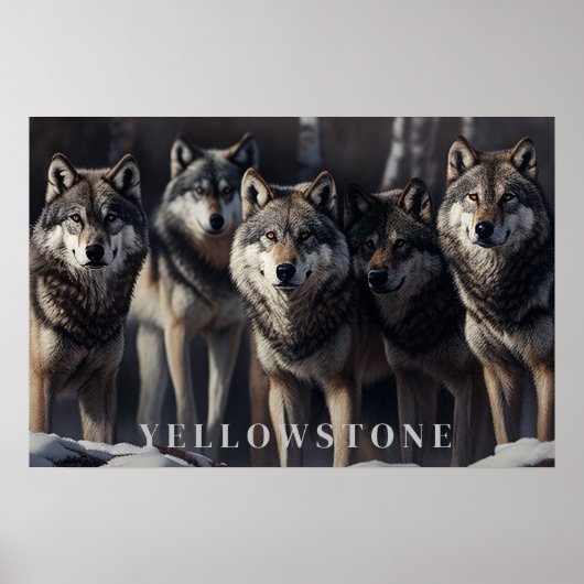Yellowstone Wolves Poster Kunst (Voorkant)