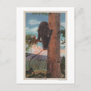Yellowstone, WYView of Black Beer in Tree Briefkaart