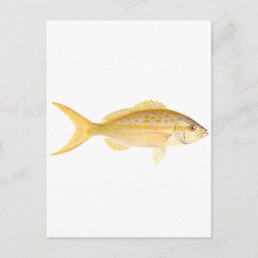 Yellowtail Snapper Logo Briefkaart (Voorkant)