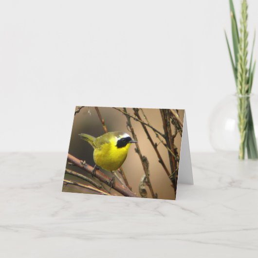 Yellowthroat commun • Joe Sweeney - carte (Devant)