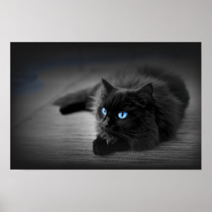Yeux Bleu Minuit — Affiche d'Art Mural Chat Noir